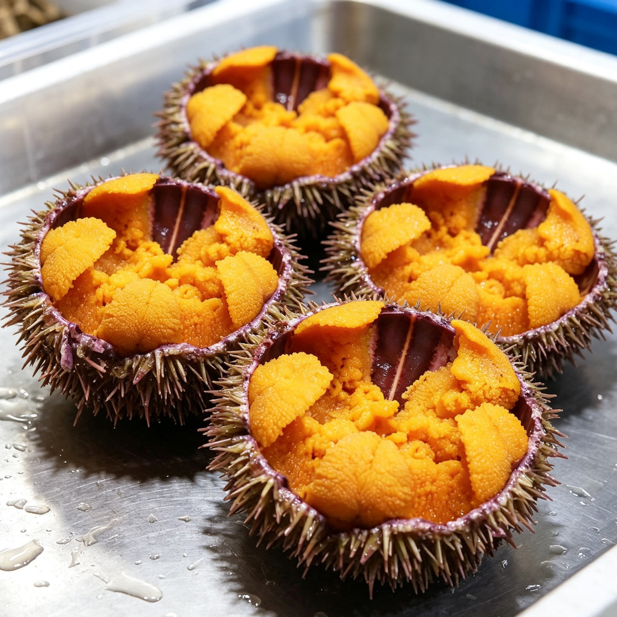 Fresh Sea Urchin Roe In Shell